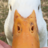 DuckDuckGoose2020