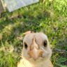dogdogduck