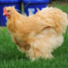 rcpoultryandgamebirds