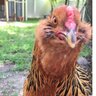 PattyRchickymomma
