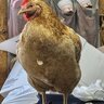 Chickengeek2020