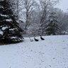 What_the_duck