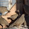 the plot chickens