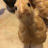 Chickmom28