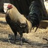Chickenman1994