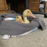 NavaDucks