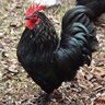 chriscachicken