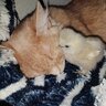 Chicat