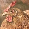 Pixie The Chicken