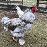 Andersonchick1