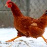 Yard Bird Mania