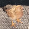 Big island chickens