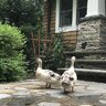 Ctducklady
