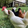 Newbie_Chicken_Lady