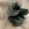 Our6chicks
