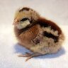 IJustWantMyChicksToLive