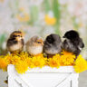 Baby Chickens2020