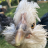 chicken_tv