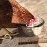 Chickenkeeper07
