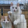 MittensKitten
