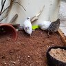 TLVquail