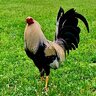 Warrior gamefowl