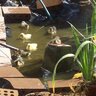 duckhouse42