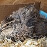 NY Coturnix