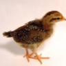 Speckled_chick