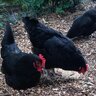 UpstateSCChickens