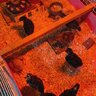 The10 bundles of joy
