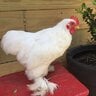 Miss Cluckie Belle