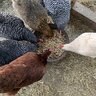 Mama to 6 wonderful hens