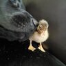 Addicted to ducks