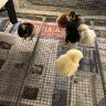 PandemicChickens