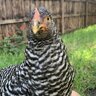 Hot Hens