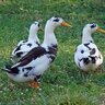 First_timeduckmom