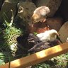 Dixychicks