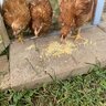 HomesteadmamaKY