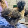 Silkie owner