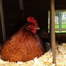 Chickenmom318