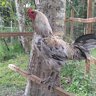 Land_Raptors