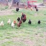 Chicken_Child