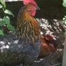 I have 3 chickens