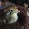 CurlyQuail