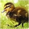 love_a_duck