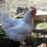 prochicken