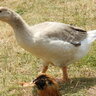 Effrigfamilyfarm
