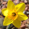 Daffodil12