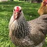 Chickens-are-cool